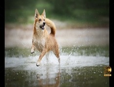 8-tips-for-dog-photography